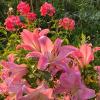 Лилии :: Savayr 