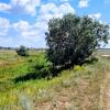 Одинокое дерево :: Георгиевич 