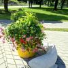 Рыбка на берегу реки Нарва ) :: Veera V