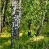 Ты моя берёзка :: Михаил Столяров