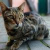 Бенгальская кошка :: Елена Сухорученкова