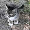 Я серый маленький котёнок... :: Валентина *