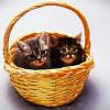 Котята в корзинке.. :: Aida10 