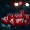 Тюльпаны у весеннего окна, дождём омытого вчерашней ночью. :: Анатолий Щербак
