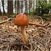 Поплавок шафранный. :: Валерия Комова