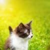 Котёнок :: Alex Bush