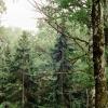 Mysterious forest :: Виталий Потапкин