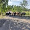 Солдатское ущелье. :: Murat Bukaev