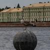 Серебристая чайка :: Ирина Соловьёва