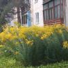 август :: Венера Чуйкова