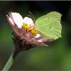 У меня НА Даче... Бабочка🦋 :: "The Natural World" Александер