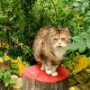 Котосессия :: Мария Васильева