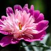 Природа :: Виктор Иванович Чернюк