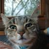 Котопортрет :: Наталья Герасимова