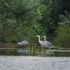 Серая цапля. :: Евгений Голубев