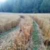 В пшеничном поле :: светлана льдокова