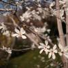 Магнолия звёздчатая (Magnolia stellata). :: Анатолий Щербак