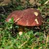 Pine white mushroom | 8 :: Sergey Sonvar