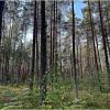 Осенний лес. :: Валерия Комова