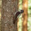 Three‑toed woodpecker | 1 :: Sergey Sonvar