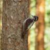 Three‑toed woodpecker | 2 :: Sergey Sonvar