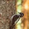 Three‑toed woodpecker | 3 :: Sergey Sonvar