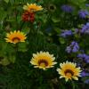 Природа :: Cerg Do