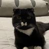 Котик :: М С
