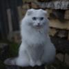 Домашняя любимица :: Сергей Ц