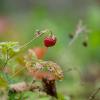 Природа :: Yuriy V