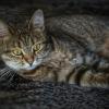 Любимица :: Мариша Тим