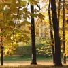 Солнечная осень :: Маргарита Б