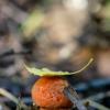 Подосиновик красный (лат. Leccinum aurantiacum) ... :: Федор Кованский