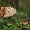 Подберёзовик обыкновенный (лат. Leccinum scabrum) ... :: Федор Кованский