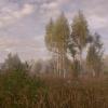 Утро туманное. :: Николай 