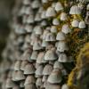 "Навозник рассеянный, Coprinellus disseminatus"... :: Федор Кованский