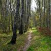 Тропинка в осень :: Андрей Зайцев