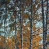В вальсе осеннем золото берёз... :: Леонид Абросимов