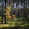 Осень в бору :: Oleg S