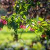 Природа :: Виктор Иванович Чернюк