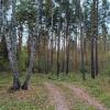 Дорожка в лесу . Сентябрь . :: Мила Бовкун