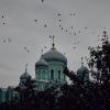 Перелётные вороны :: Константин Федяев