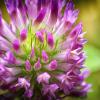Клевер луговой (Trifolium pratense) :: Андрей Жданов