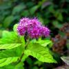 Спирея японская (Spiraea japonica) :: Борис Горшевский