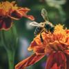 В солнечный день :: Мариша Тим