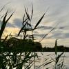 Северский Донецк :: Любовь Броневицкая