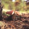 Природа :: Вадим Виловатый