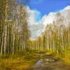 Дороги осени. :: юрий Амосов