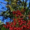 Природа :: Светлана 13.06.
