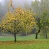 Tree with yellow leaves :: Дмитрий Каминский